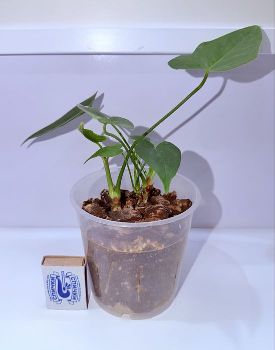 Антуриум, комнатные растения, комнатные цветы