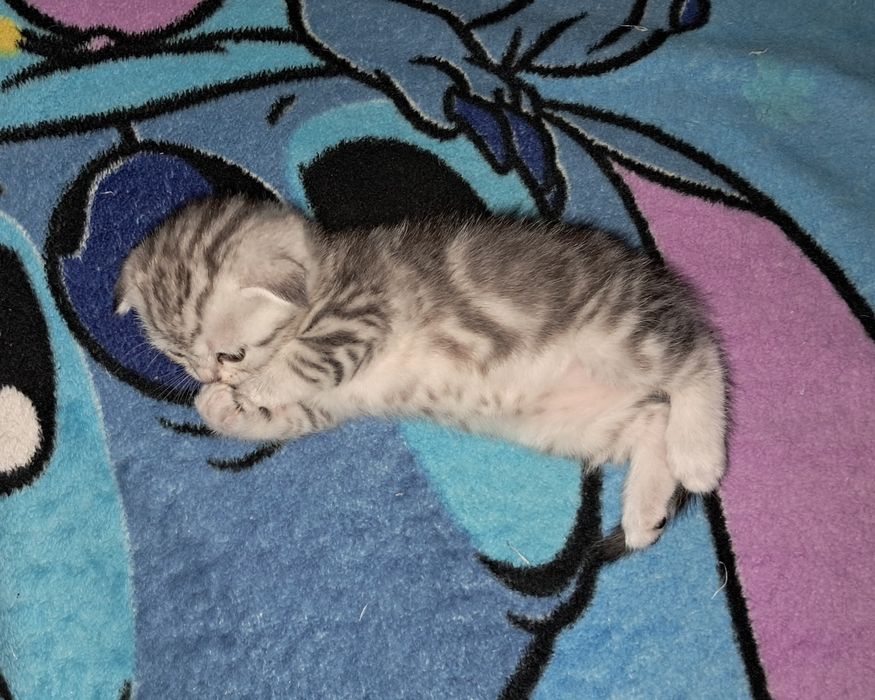 Котёнок. Фолд. Девочка