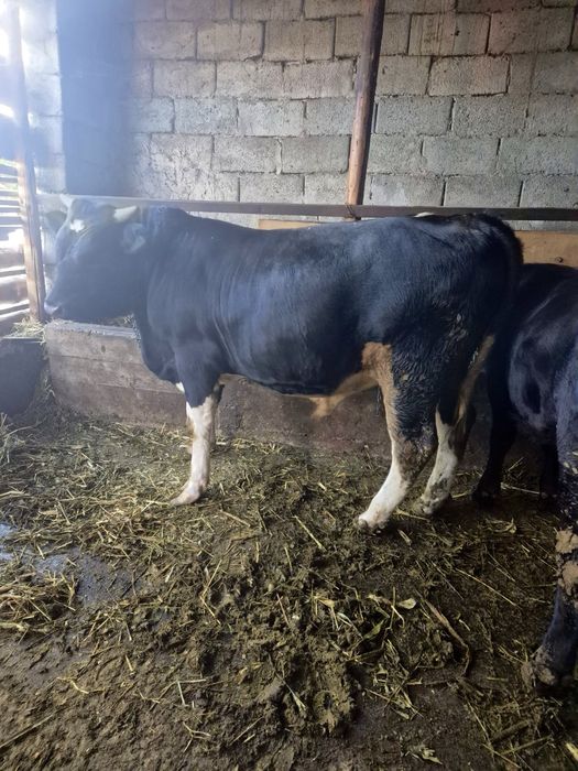 Vitel de vanzare,6500 lei PRET NEGOCIABIL
