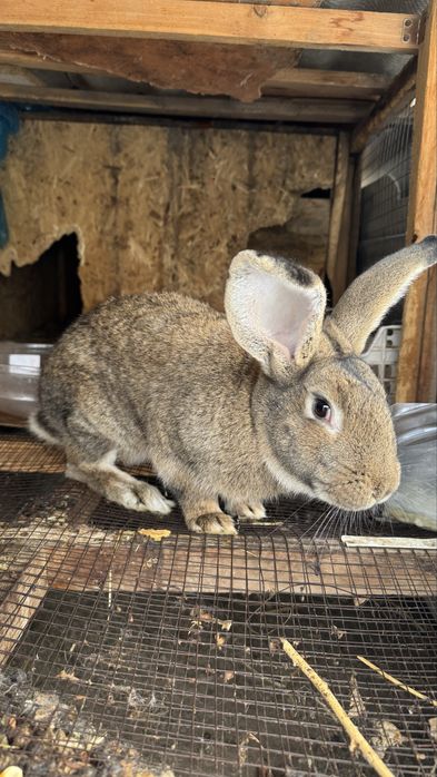 Продам Крола молодого Фландер