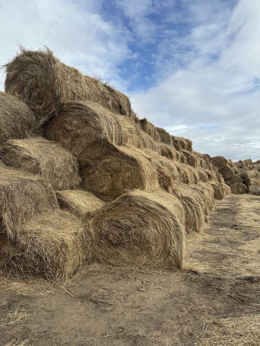 Продам сено в рулонах