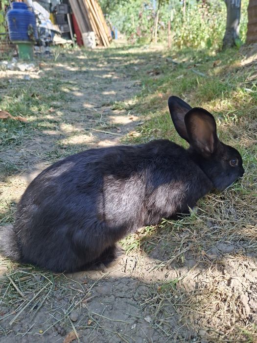 Iepurași de vânzare – 2 luni, 2 kg!