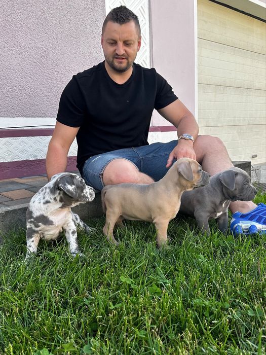 American bully  xl