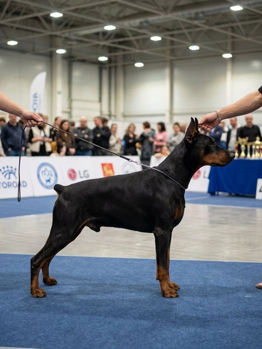 Доберман чистокровный