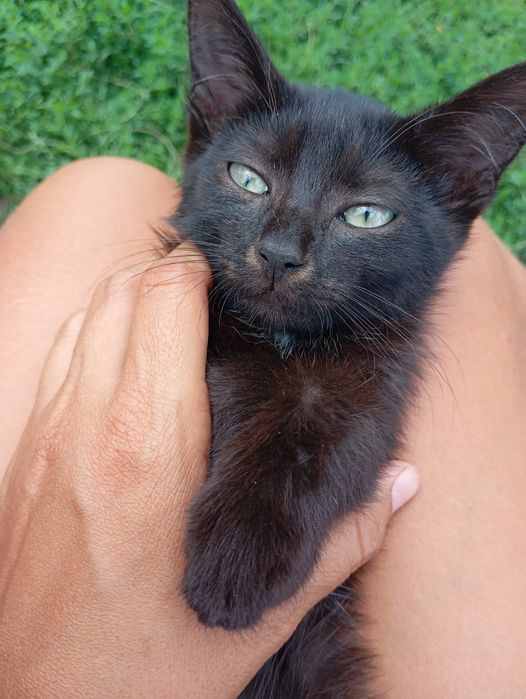 Котёнок мальчик котенок