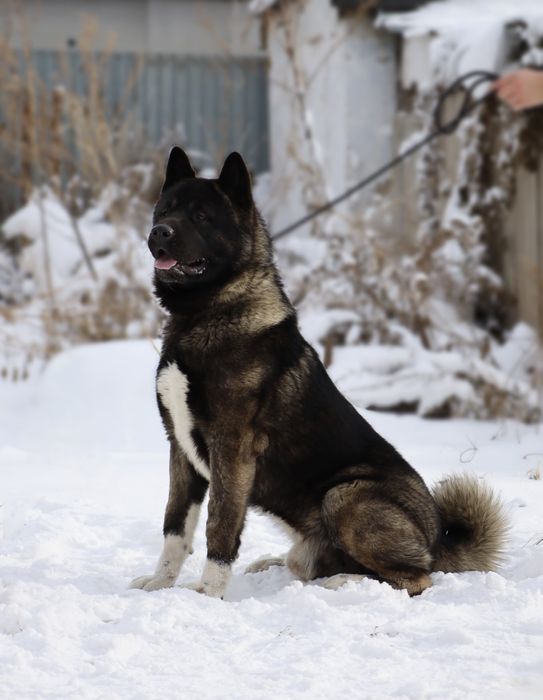 Шикарные Американские Акиты