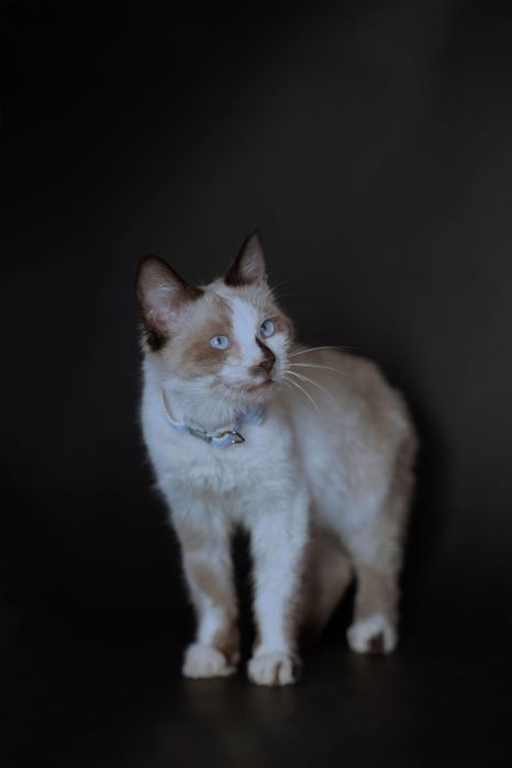 Кошки в добрые и ответственные руки