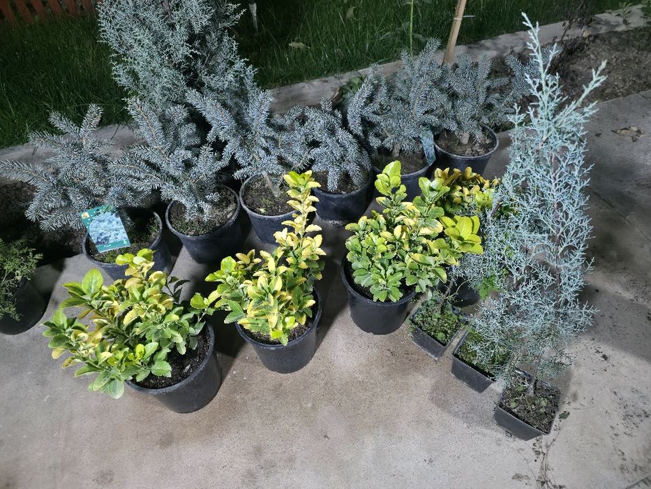 Ёл. Йел Полша Привазной. Ийонимус аурера. Кипарис