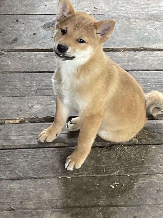 Щенки японской сибы