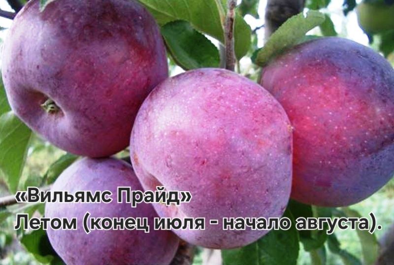 Саженцы ассортимент для даму посадит
