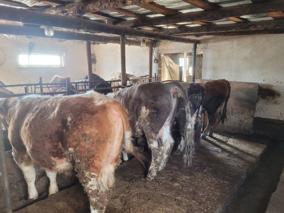 Продам быков на племя