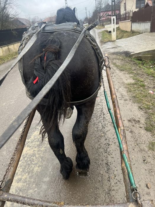 Vand manz de 1 jumate