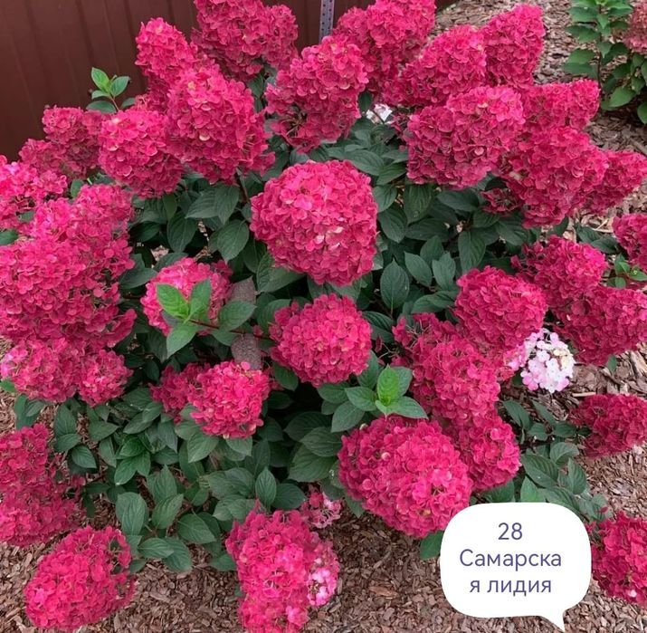 Продам гортензии