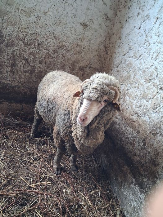 Vând berbec merinos de palas mior.