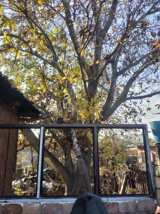 Продам ореховое дерево