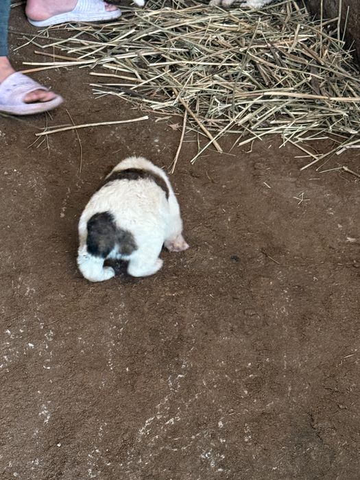 Шенки казакски тобет