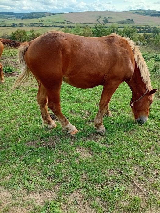 Manz de 1 an si 3 luni