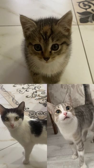 Отдадим наших кошечек
