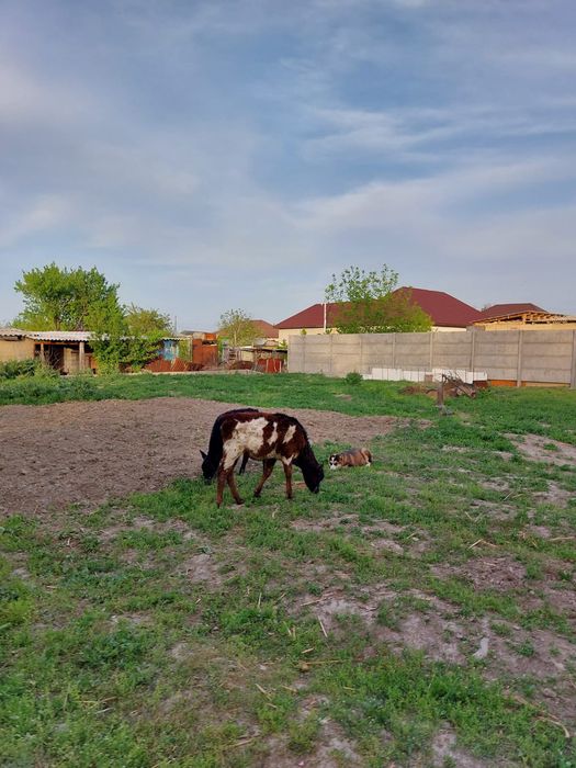 Теленки сена кушают