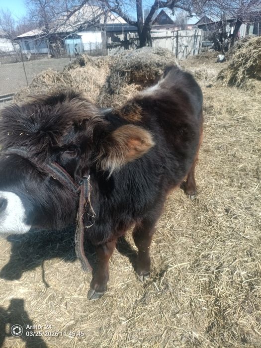 Продам бычка швитц