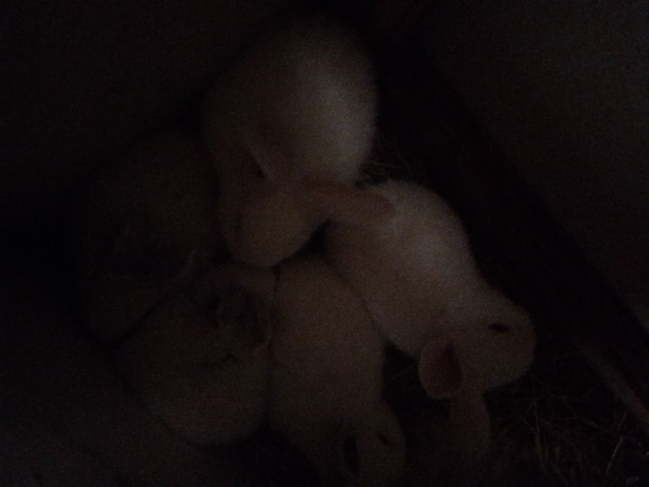 Куёнчалар соглом зотлик