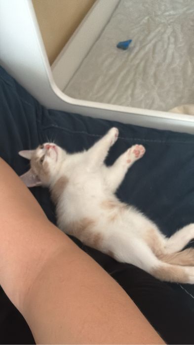 Отдам в хорошие руки Астана бесплатно