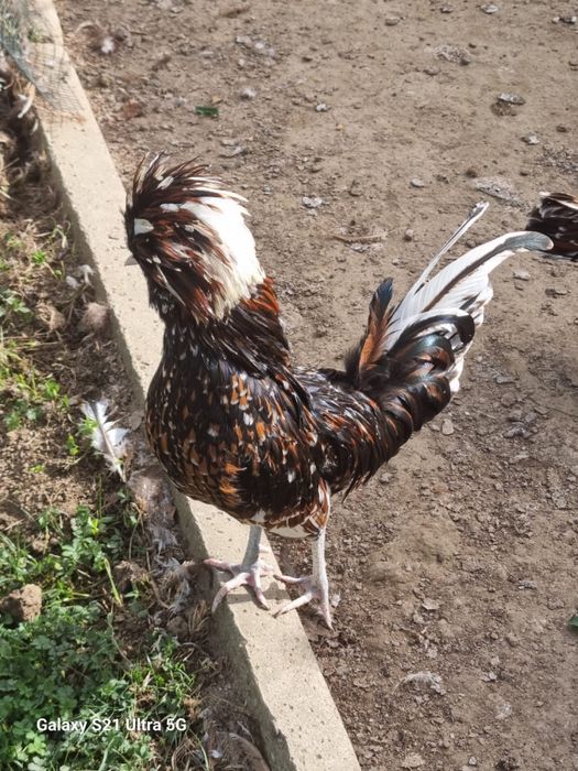 Gaini padoane portelan