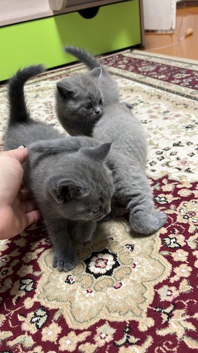 Продам котят британцы