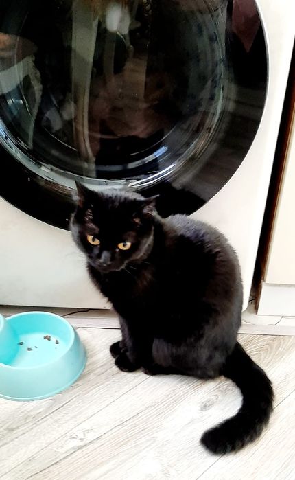 Отдам котика бесплатно