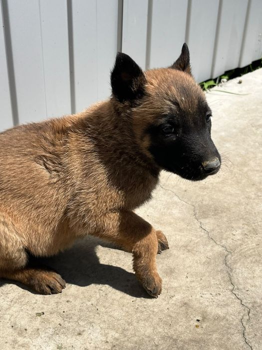 Femela Ciobănesc Belgian Malinois