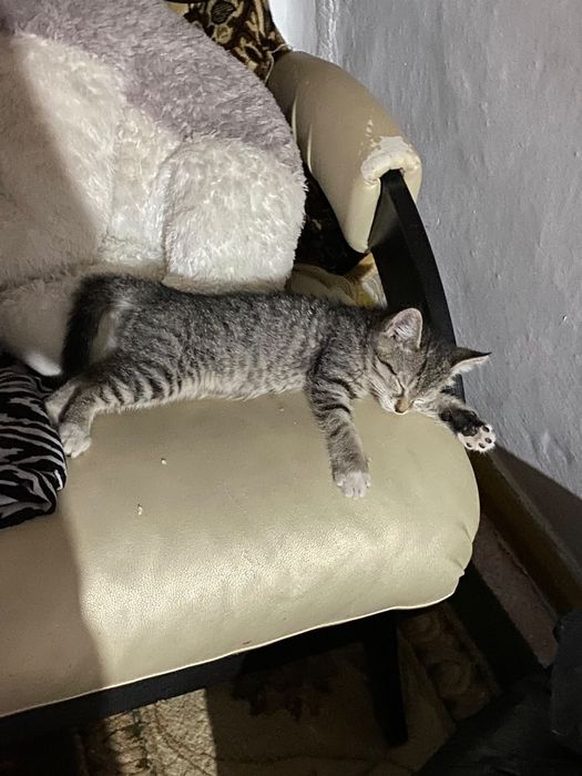 Продам котят. Домашние