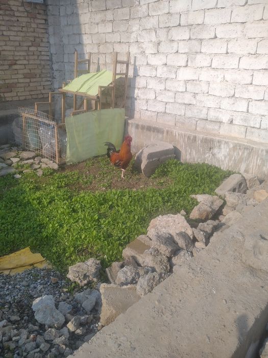 Xo'roz sotiladi kelishamiz