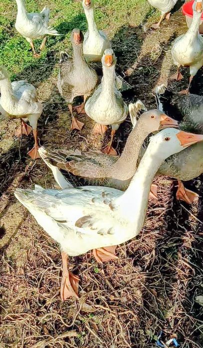 Boboci de gîscă și giste de vînzare