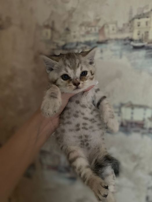 котёнок породистые