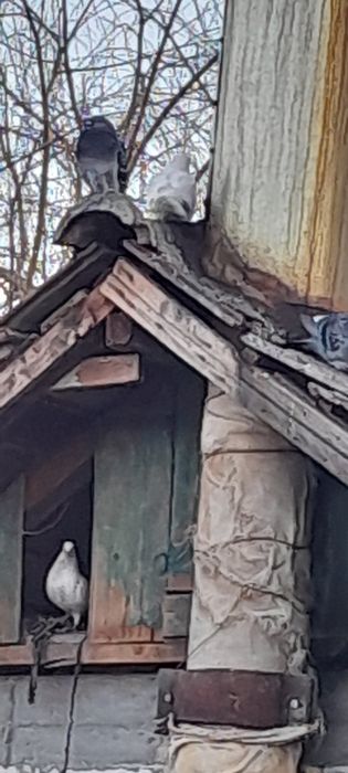 Porumbei voiajori  si oua de casa găină  + rață mută/ românească