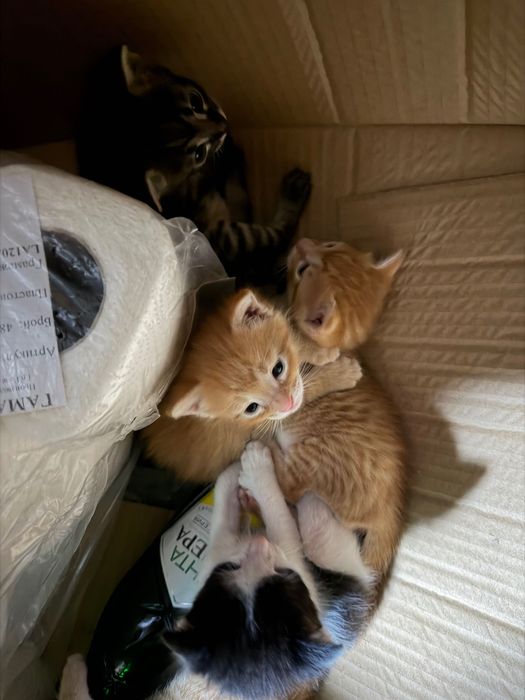 Обява за котенца