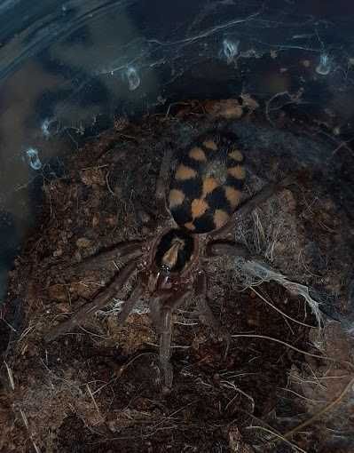 Tarantule Pitici Hapalopus