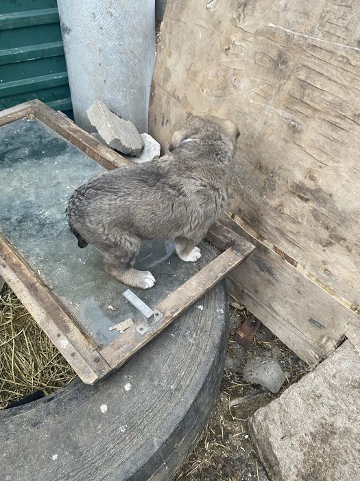 Продам щенка төбет алабай крупный девочка