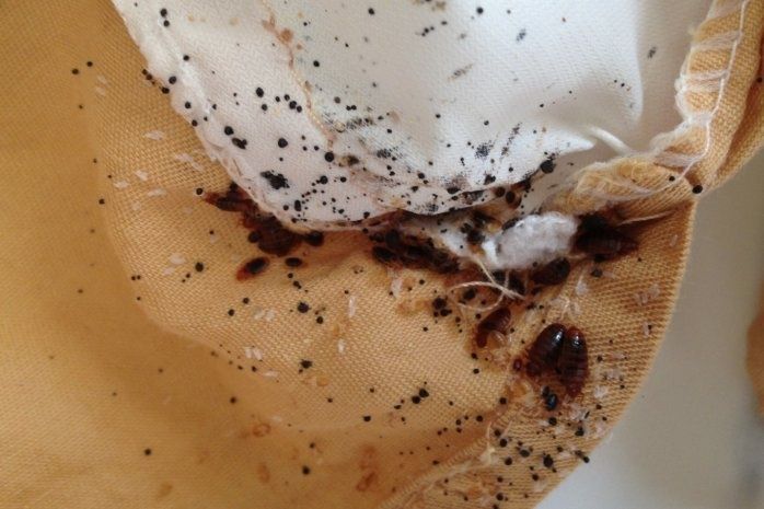 Избавим от Клопов Тараканов Блох Мух Грызунов