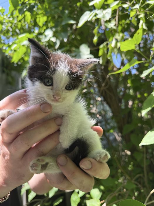 Отдам котят в хорошие руки