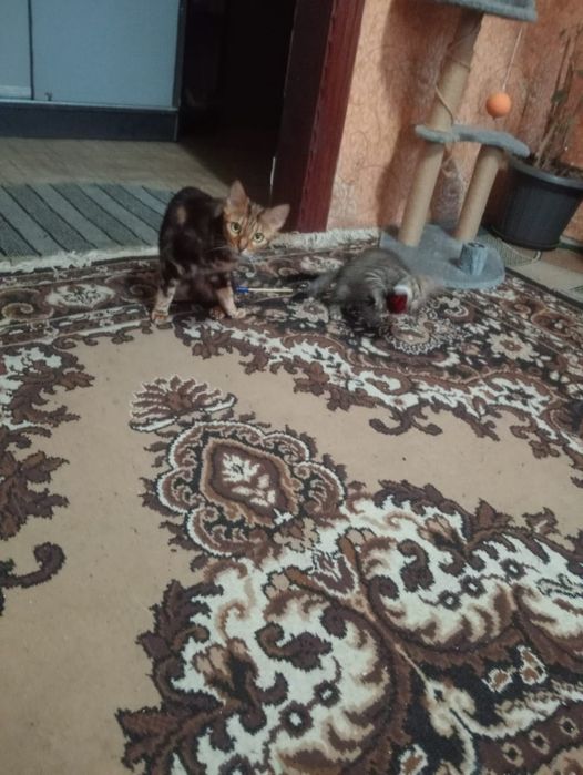 Продам котенка девочка