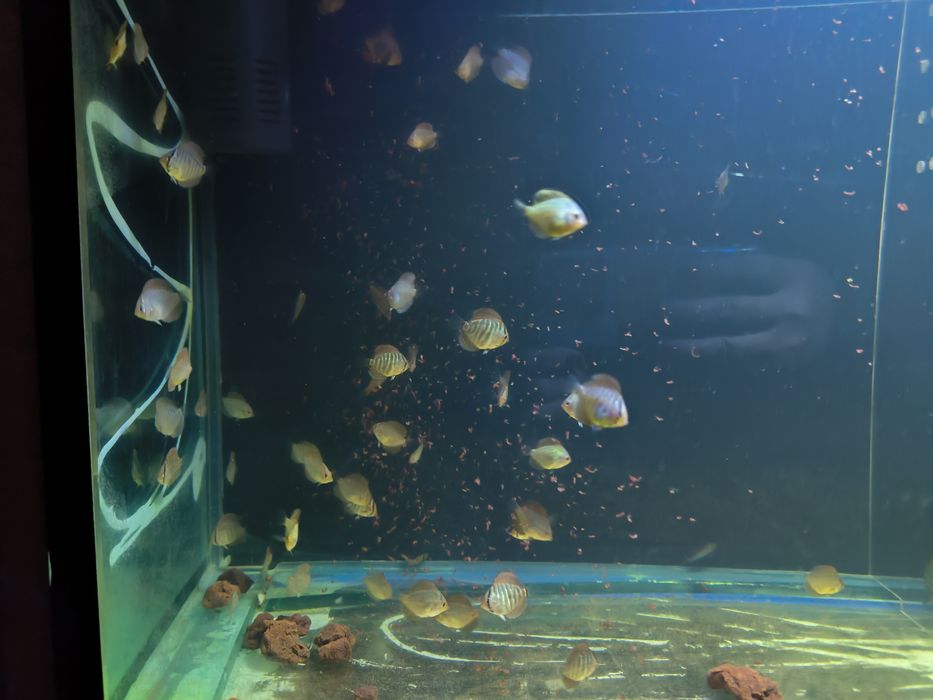 Продам Дискусов, мальки! Дискусы