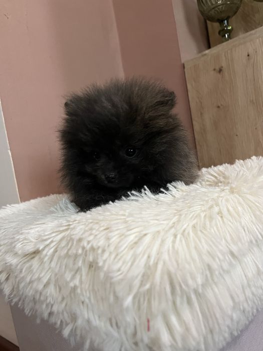 Померани момче и момиче