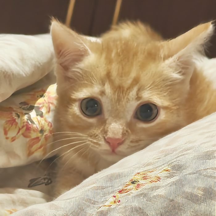 Котёнок 3 месяца