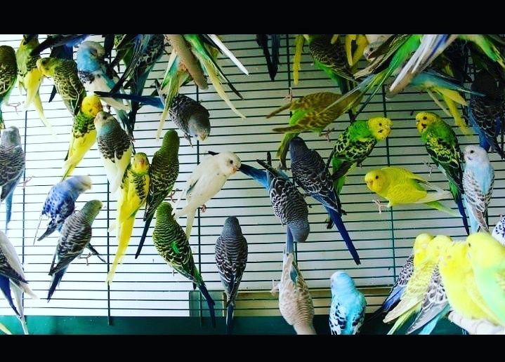 Попугай волнистые