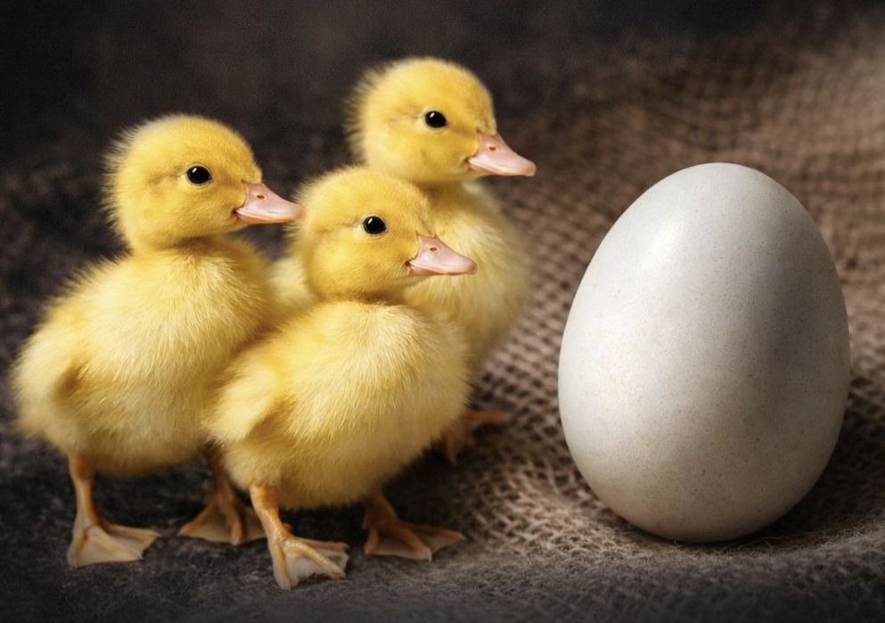 Французкая утка Star-53