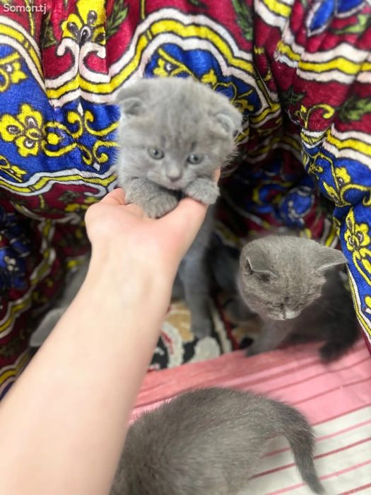 Вислоухие британские котята