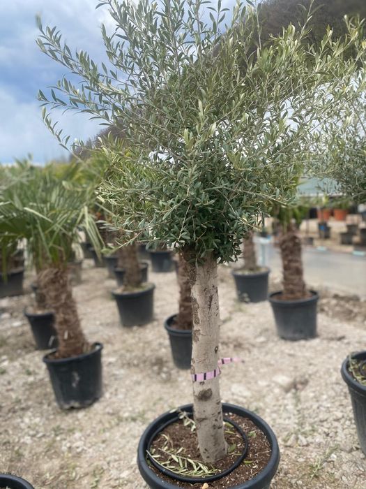 Palmieri , Maslini Plante exotice rezistente la frig