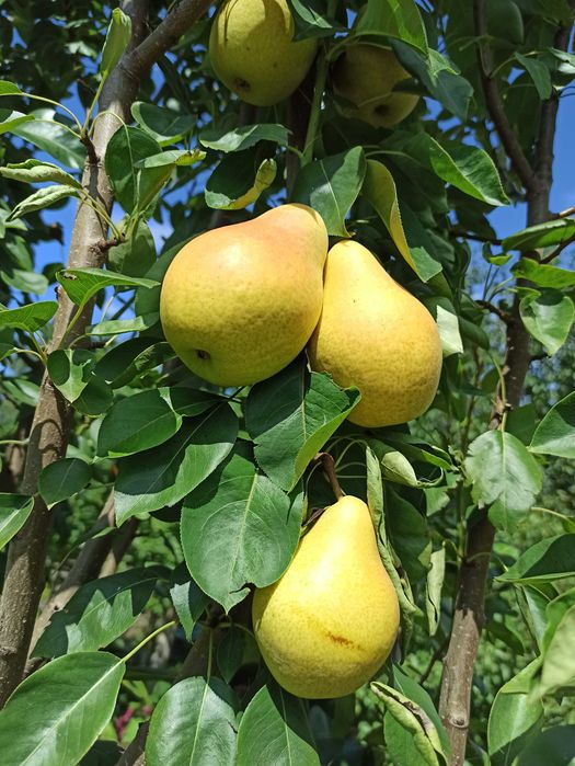 Продам дачу в садоводстве "Здоровье"