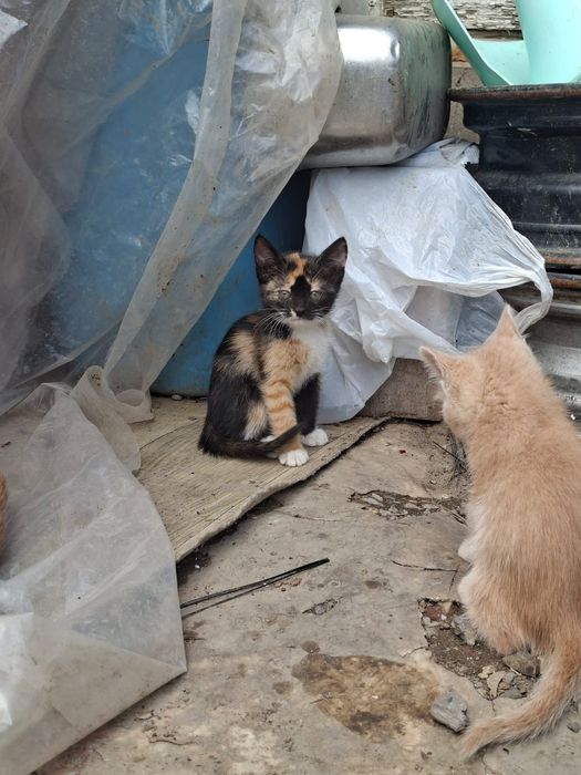 Отдам в добрые руки котят бесплатно